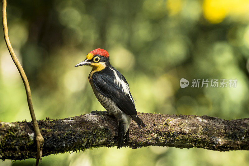 黄额啄木鸟(Melanerpes flavifrons)